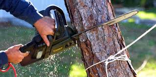 Why Choose Our Tree Removal Services in Beltsville, MD?