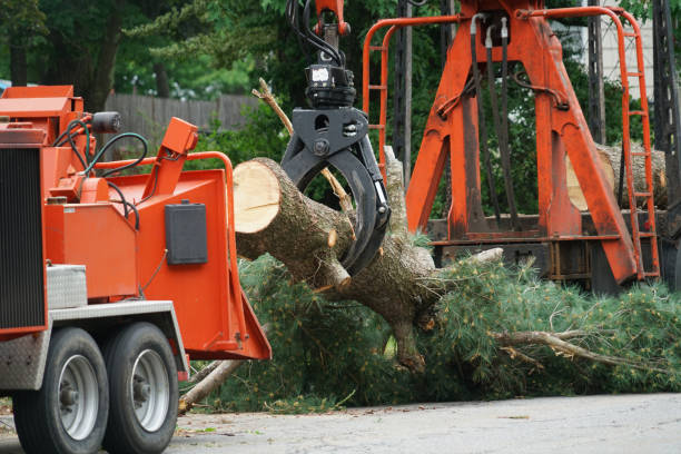 Reliable Beltsville, MD  Tree Services Solutions