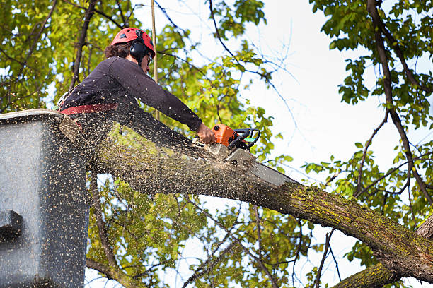 Best Utility Line Clearance  in Beltsville, MD